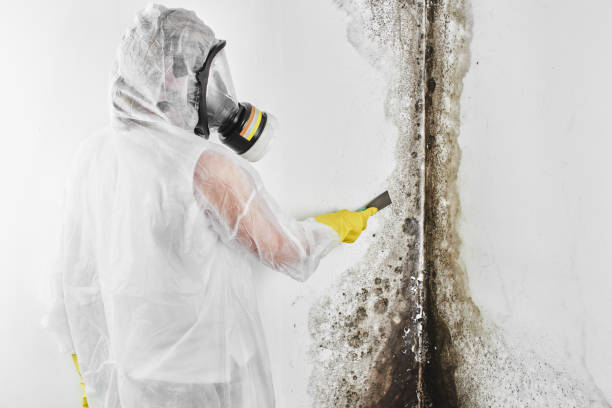 Best Emergency Mold Removal  in Lexington, TN