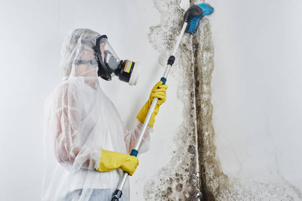 Trusted Lexington, TN Mold Removal Experts