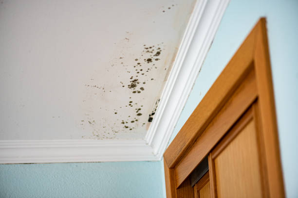 Best Mold Testing  in Lexington, TN