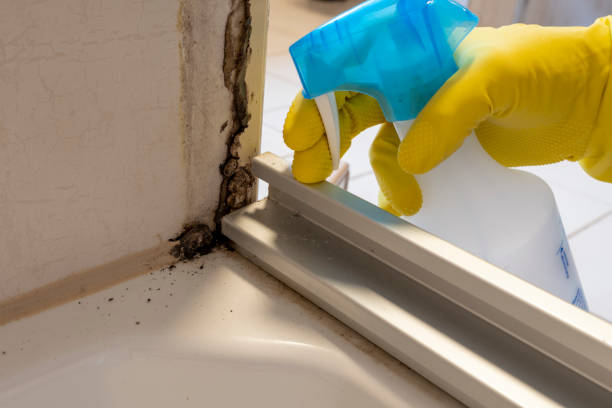 Best Mold Remediation  in Lexington, TN