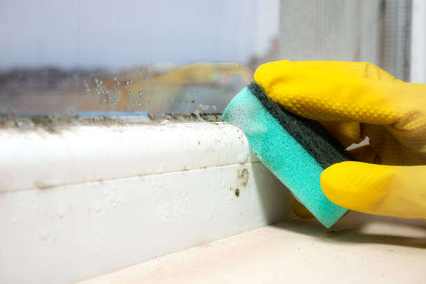 Best Attic Mold Removal  in Lexington, TN
