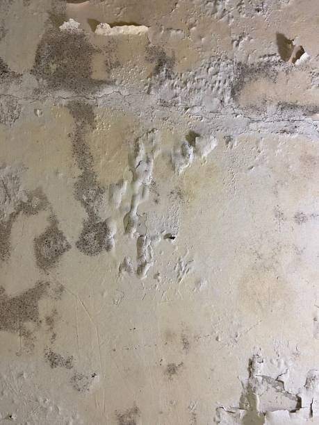 Best Mold Removal Near Me  in Lexington, TN