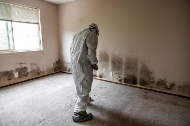 Best Office Mold Removal Services  in Lexington, TN