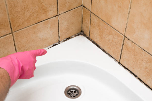 Mold Removal and Inspection in Lexington, TN