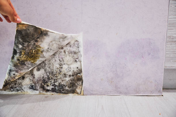  Lexington, TN Mold Removal Pros